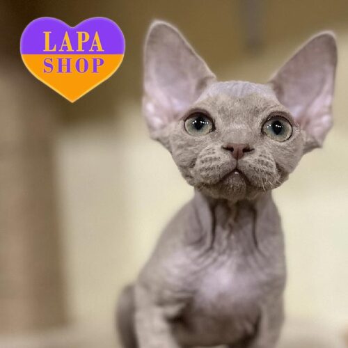 Миле кошеня девон-рекс лілового забарвлення Disney