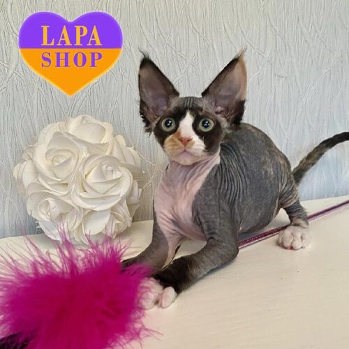 Милая кошечка породы девон-рекс Korra