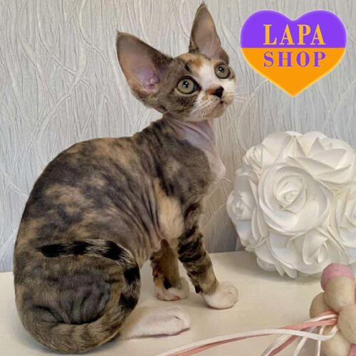 Kristal — красавица породы девон-рекс черепахово-белого окраса