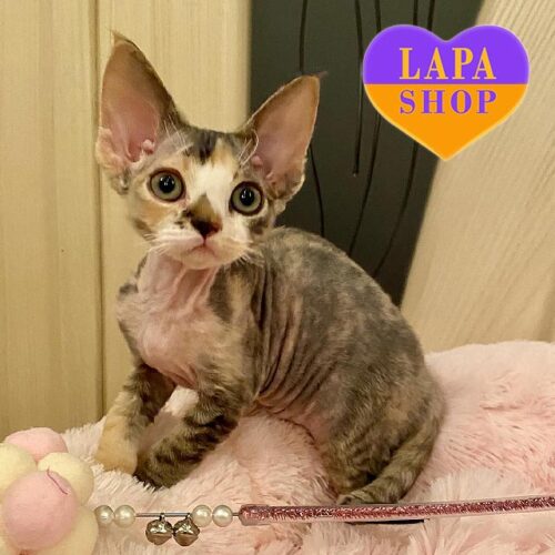 Ksana — очаровательная кошечка породы девон-рекс