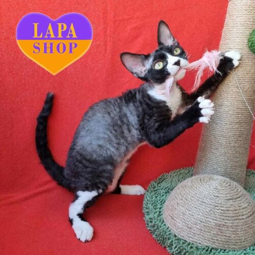 Oda — милая кошечка породы девон-рекс в черно-белой шубке