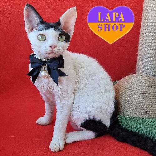 Красавица породы девон-рекс Oya