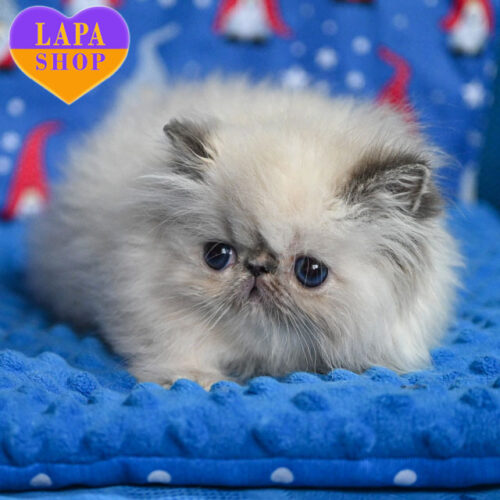 Чарівна перський красуня Edith — ваша майбутня улюблениця