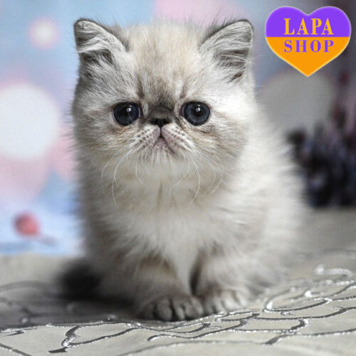 Elif — Lovely Exotic Girl