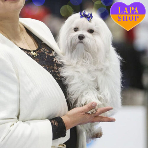 Ember King — Sweet Handsome Boy of the Maltese Breed with White Color