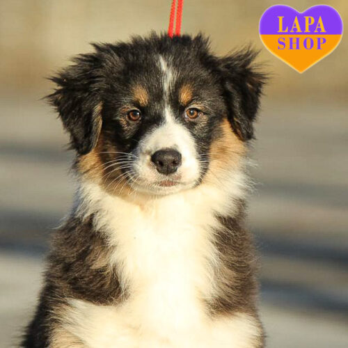 Emma — Sweet Girl of Australian Shepherd Breed