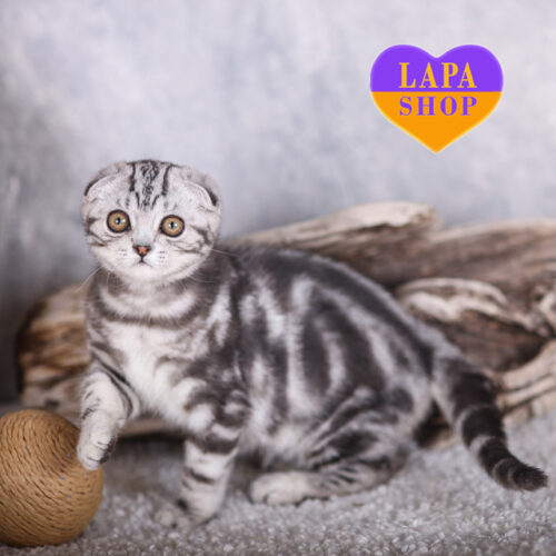 Шотландский вислоухий красавец Espresso