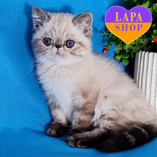 Очаровательный котенок породы экзот Baden — ваш будущий любимец