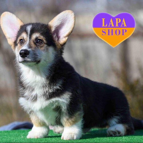 Хлопчик породи вельш коргі пемброк Fabio чекає на родину