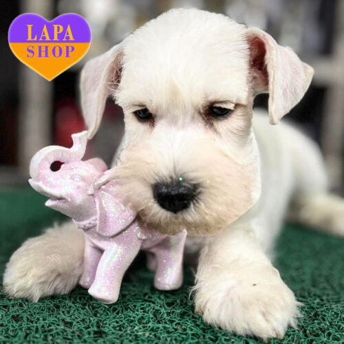 Falkor — мальчик породы цвергшнауцер белой окраски