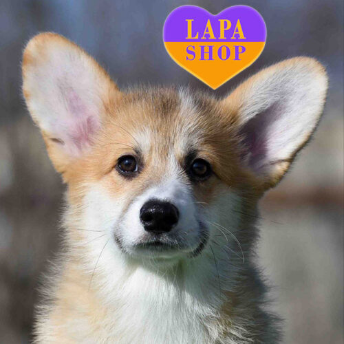 Fox — милий красень породи вельш коргі пемброк чекає на родину