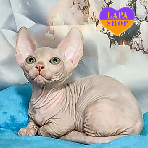 Frank — милий хлопчик породи бамбіно