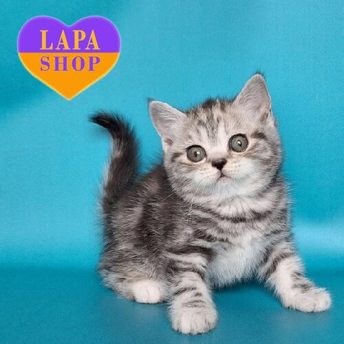 Милая шотландская кошечка Uta