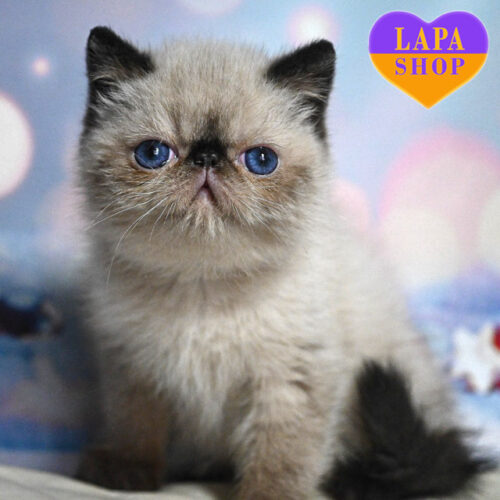 Garfild — Charming Exotic Beauty, Your Future Beloved Pet