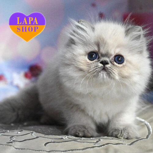 Glasha — Elegant Persian Girl