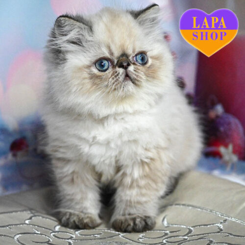 Grammy — Charming Persian Boy Waiting for His Forever Family