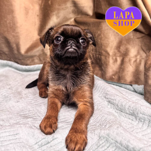 Милый красавец породы грифон пти брабансон рыжего окраса