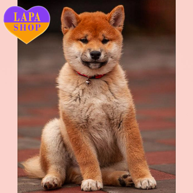 Hachiko — Charming Shiba Inu Boy With a Radiant Red Coat