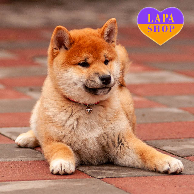 Hachiko — Charming Shiba Inu Boy With a Radiant Red Coat