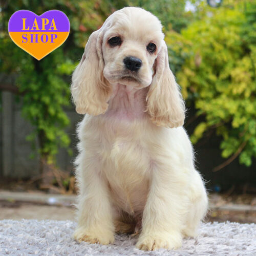 Харли – элегантный джентельмен породы американский кокер спаниель