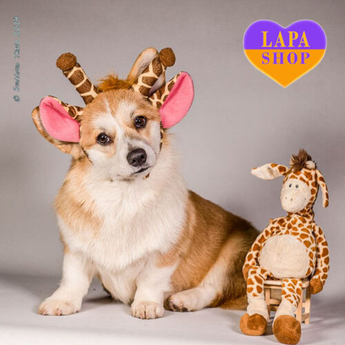 Harley — Charming Girl of Welsh Corgi Pembroke Breed