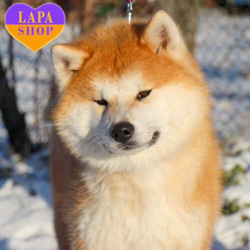 Charming Akita Inu Boy Hassaku