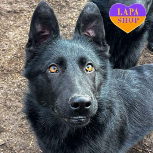 Heavenly Kiss — красуня породи німецька вівчарка стандарт