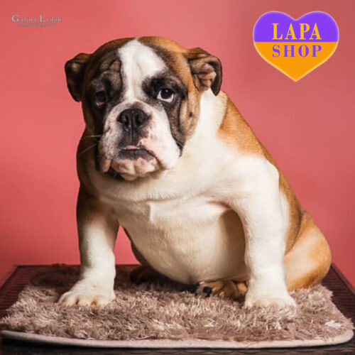 Елегантна дівчинка породи англійський бульдог Honey
