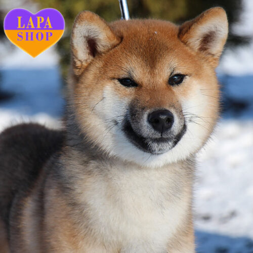 Shiba Inu Boy Idai from Japanese Parents