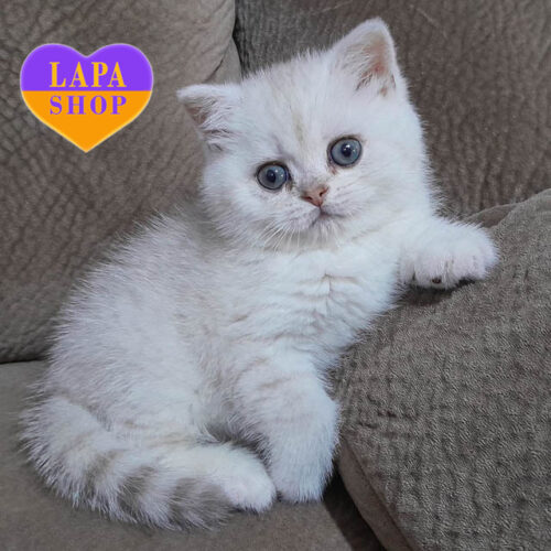 Очаровательный британский короткошерстный мальчик Ilon