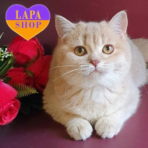 Британская красавица Ingrid нежного окраса