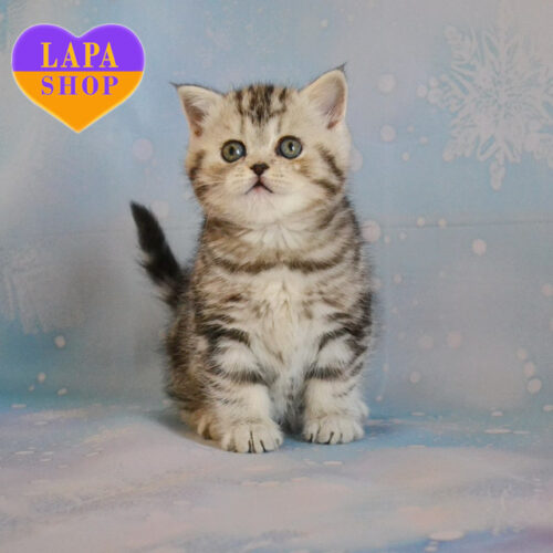 Шотландская короткошерстная красавица Isabella ждет семью