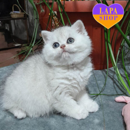 Милая британская короткошерстная девочка Ivona