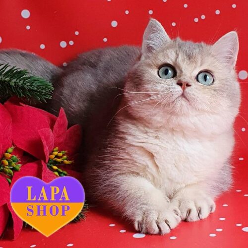 Британский котик Jack — ваш будущий любимец