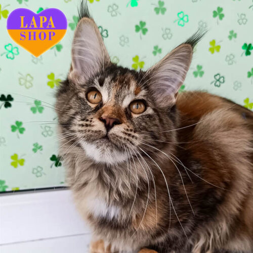 Красуня породи мейн-кун Jaheira чекає на родину