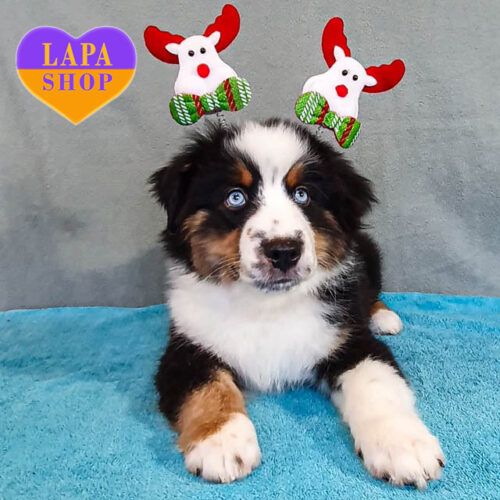 Мальчик миниатюрной американской овчарки Клайд