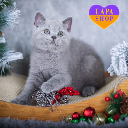 La Mour – благородный британский котик с нежной голубой окраской