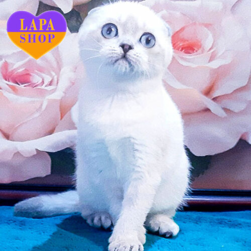 Larson – очаровательный шотландский вислоухий красавец