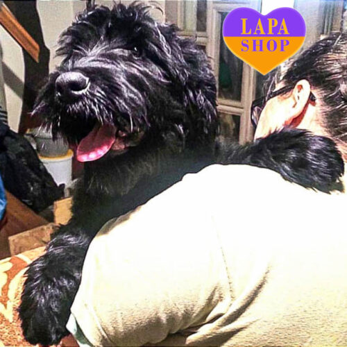 Legenda — красуня породи російський чорний тер'єр чекає на свою родину