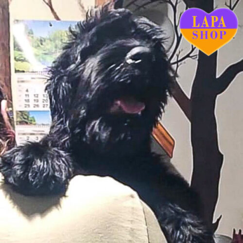 Leya — велика дівчинка породи російський чорний тер'єр