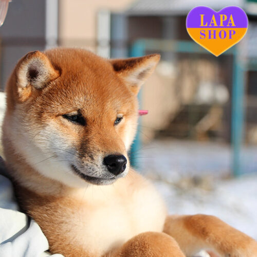 Shiba Inu Linda Girl is Your Future Pet