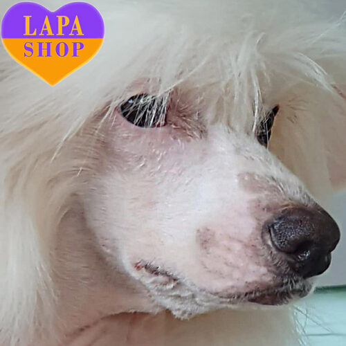 Очаровательный мальчик Люкс породы китайская хохлатая собака