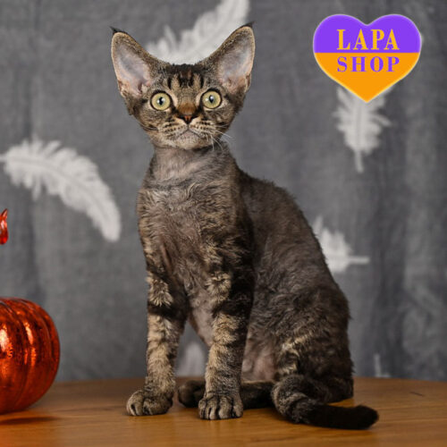 Major — милий красень породи девон-рекс