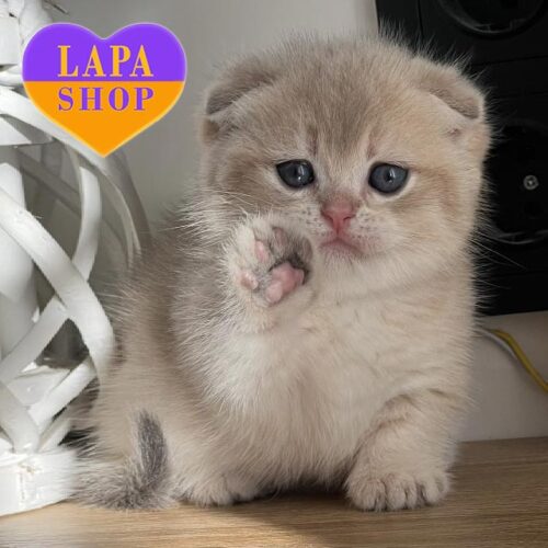 Cersei – роскошная кошечка породы килт с коротенькими лапками и сложенными ушками