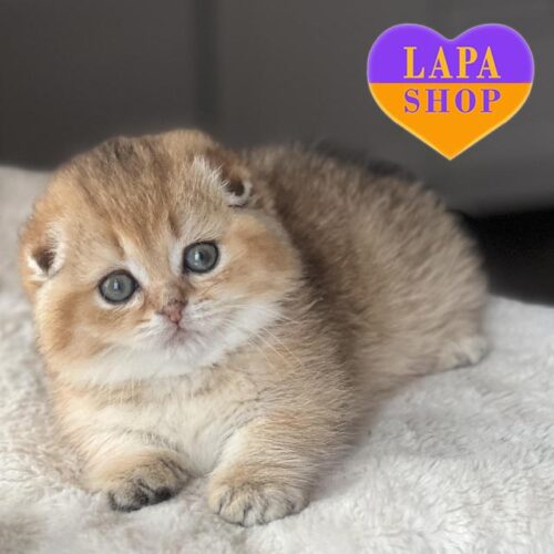 Милая вислоухая красавица в золотой шубке породы килт Frida