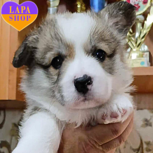 Marco — чарівний красень породи вельш коргі пемброк