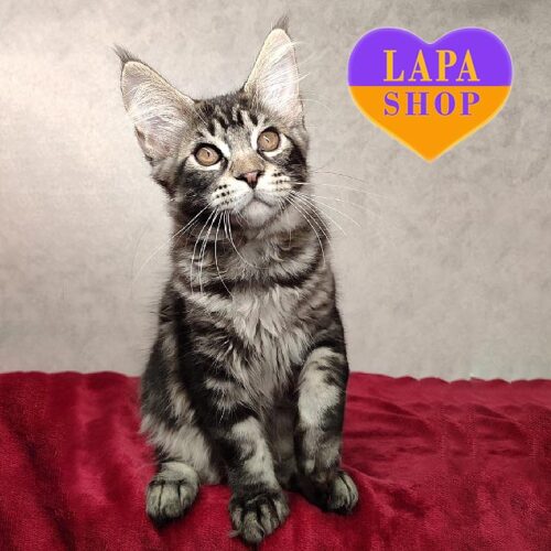 Красунчик породи мейн-кун мармурового забарвлення Альбус