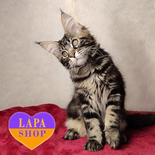 Алісанта — чарівна кішечка породи мейн-кун