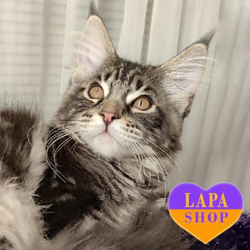 Мила кішечка породи мейн-кун Елісон