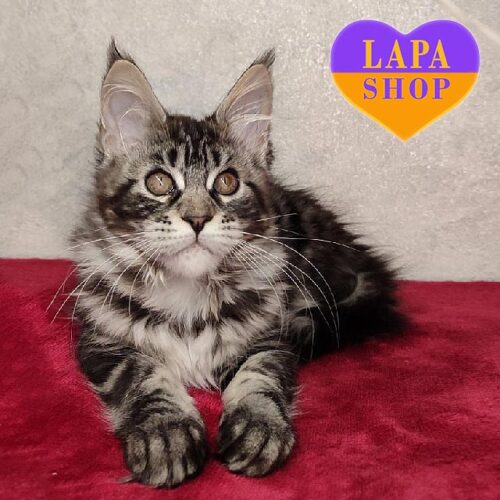 Арія — красуня породи мейн-кун мармурово-сріблястого забарвлення